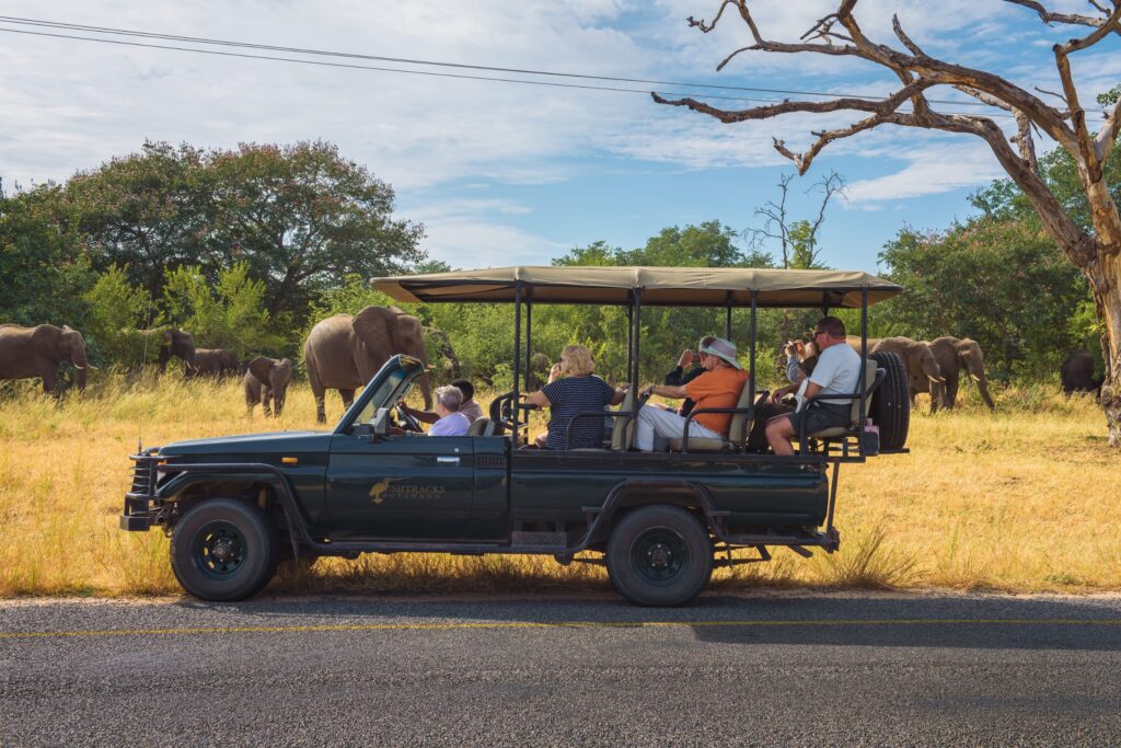 safari adventure